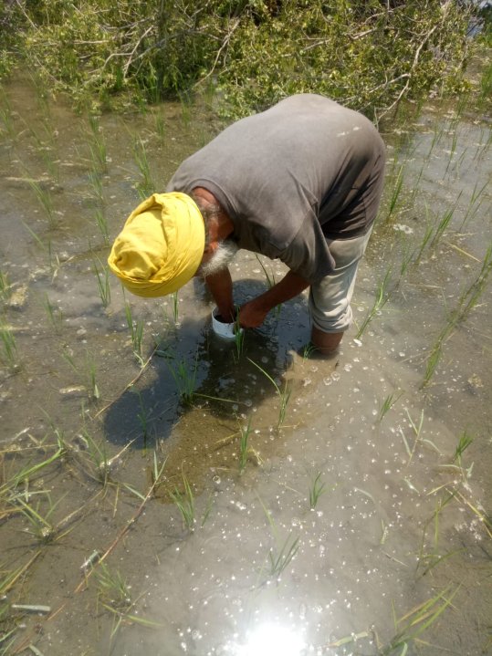 Climate-friendly rice cultivation in India